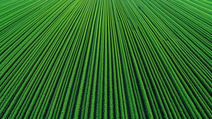Fototapeta premium AI software analyzing growth patterns across fields, predictive farming