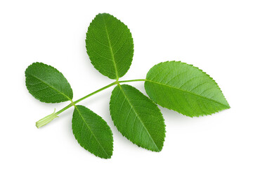 rosehip green leaves isolated on white background