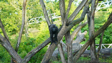 Celebes Crested Macaque Perched on a Tree Branch