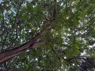 The view of tree leaves from below in the garden
