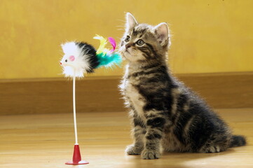 Chaton de gouttière