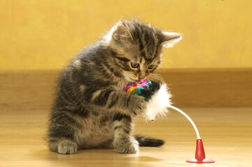 Chaton de gouttière