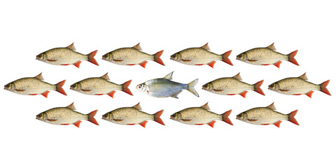 Poisson différent isolé dans un groupe