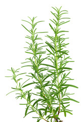 Fototapeta premium Rosemary plant growing in pot isolated on white background. Aromatic herb