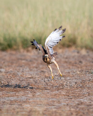 White eyed buzzard or Butastur teesa at tal chhapar blackbuck sanctuary rajasthan india. wild bird of prey face expression with full wingspan and eye contact taking off or flight from ground