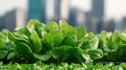 Urban farming project on city rooftops, sustainable food tech in cities