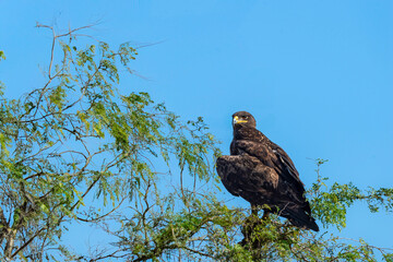 Greater spotted eagle or Clanga clanga large bird of prey at keoladeo national park or bharatpur bird sanctuary forest rajasthan india. bird of prey closeup or portrait perched on tree