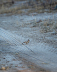 Crested lark or Galerida cristata bird on ground or forest trail during winter season safari at Tal Chhapar Sanctuary churu Rajasthan India