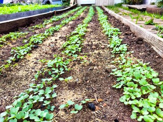 Young seedlings growing in neat rows in a garden bed on a sunny day