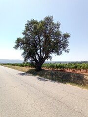 Paysage avec arbre. Grand arbre, un chêne vert au bord d'une route sous un grand soleil avec un champ de vigne en arrière plan. Paysage rural en Provence, près Aix-en-Provence