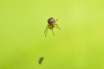 The spider, with its agile legs and keen focus, approaches the trapped insect, which struggles to free itself from the silken threads.