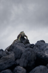 Marine iguana climbing a volcanic rock in the Galapagos Islands, showcasing its adaptation and...