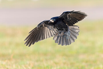 An adult rook (Corvus frugilegus) in flight landing in a meadow.