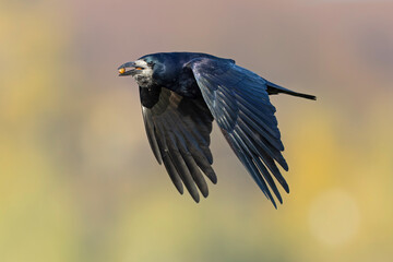 An adult rook (Corvus frugilegus) in flight with nuts in its beak.