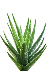Handcrafted Aloe Ferox Plant Illustration on Pure White Background