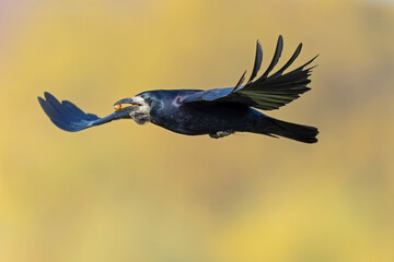An adult rook (Corvus frugilegus) in flight with nuts in its beak.