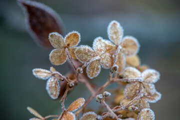 Faded hydrangea flowers in frost, first frost