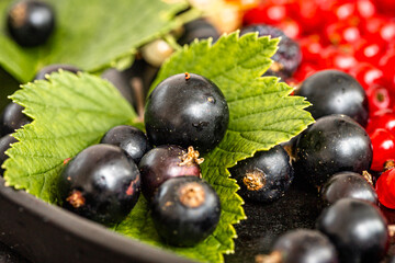 Organic Fresh Black Currants on fresh green leaves close up. Ribes nigrum, organic berries mix, cropped, close up