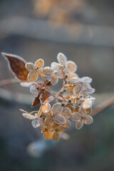 Faded hydrangea flowers in frost, first frost