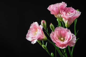 Pink eustoma flowers isolated on black background used in body care cosmetics