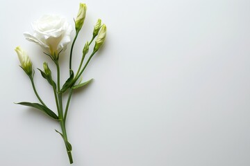 Single stem of lisianthus with buds on white background Text space