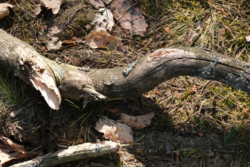 view of rotten branch covered in green moss