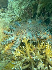 Obraz premium Crown of thorn Starfish