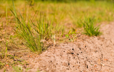 Desert plants growing on a sand dune in the thar desert