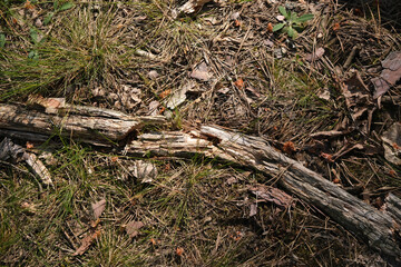 A broken tree branch lies on a moss. Forest driftwood from conifer. Collection of wood and firewood in the forest. Forest vegetation