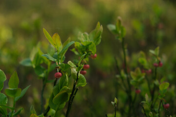 Fototapeta premium wild berry in the green forest, spring season
