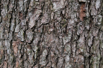Fototapeta premium the texture of the tree bark