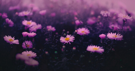 Beautiful pink aster flowers bloom in the garden during the summer. The beauty of nature on a foggy...