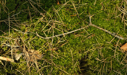 the texture of green moss