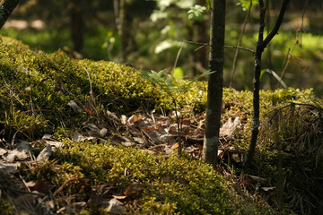 the sprout of a new tree grows in the middle of moss in the forest.