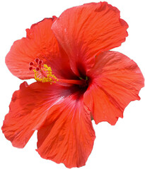 Red hibiscus flower transparent background, PNG © Semoga