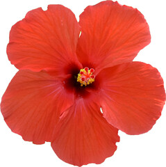 Red hibiscus flower transparent background, PNG © Semoga