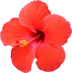 Red hibiscus flower transparent background, PNG © Semoga