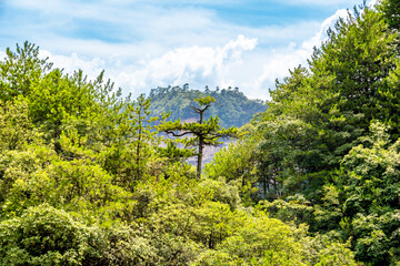 Naklejka premium Majestic Mountain Peaks and Dense Forests in Zhangjiajie Scenic Area, Hunan, China