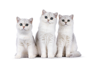 Row of 3 shaded British Shorthair cat kittens sitting together side by side. All looking towards camera. Isolated on a white background.