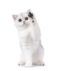 Shaded British Shorthair cat kitten, sitting up facing front with one paw waving high up in air....