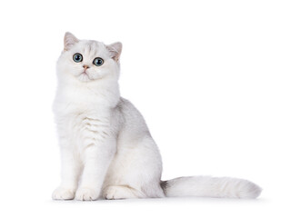 Shaded British Shorthair cat kitten, sitting up side ways. Looking towards camera. Isolated on a...