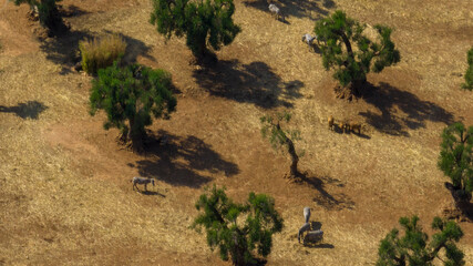 Aerial view of a group of zebras in the savannah, in Africa.