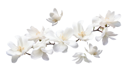 white flower isolated on transparent background cutout