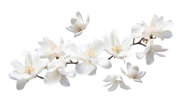 Fototapeta white flower isolated on transparent background cutout