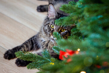 Maine coon cat looking through the christmas tree