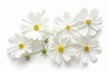 White cosmos flowers from top view isolated on white background with clipping path