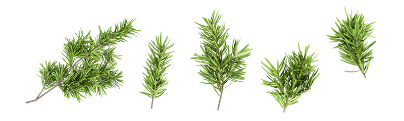 Set of twigs green pine tree isolated on white