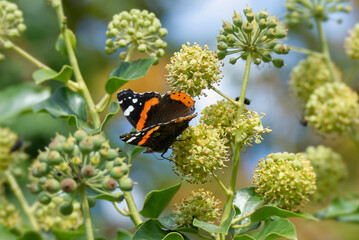 Red admiral butterfly (Vanessa Atalanta) perched on hedge (hedera helix) in Zurich, Switzerland