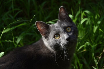 chat gris