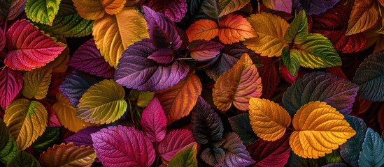 Photo Of Leaves Of Ornamental Plants With Many Colors